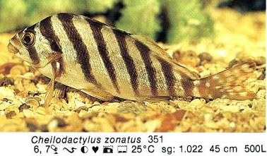 Cheilodactylus zonatus